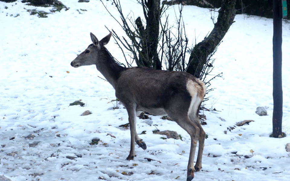 Χιόνια στην Πάρνηθα: Μαγικές εικόνες με τα ελάφια στο λευκό τοπίο-1