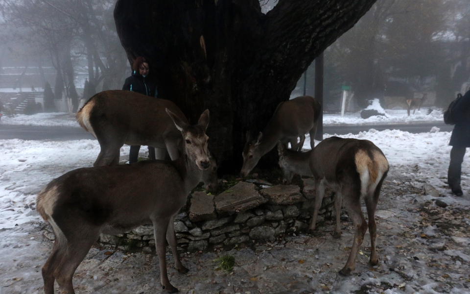 Χιόνια στην Πάρνηθα: Μαγικές εικόνες με τα ελάφια στο λευκό τοπίο-4
