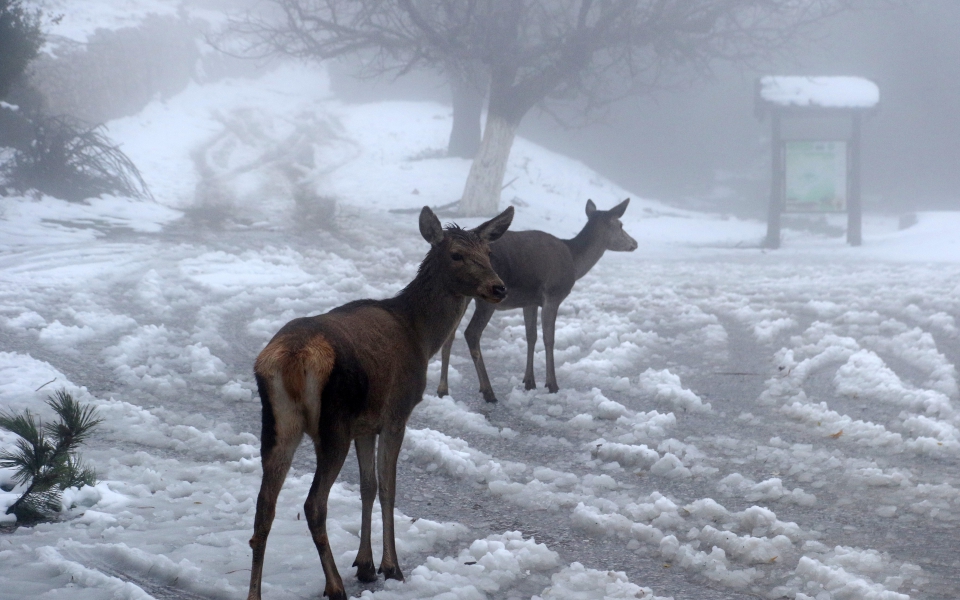 Χιόνια στην Πάρνηθα: Μαγικές εικόνες με τα ελάφια στο λευκό τοπίο-5