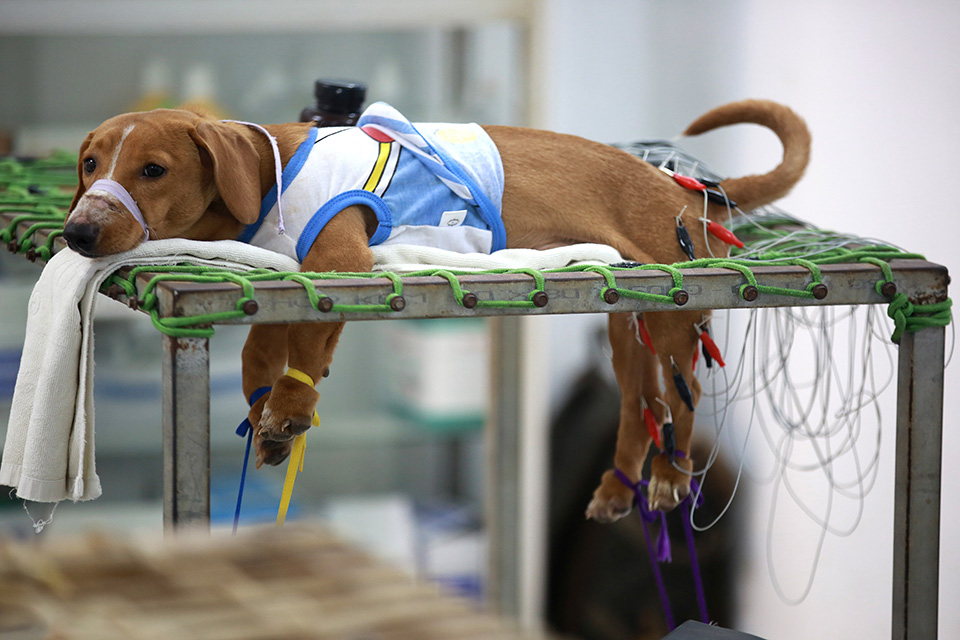 Εναλλακτικές θεραπείες