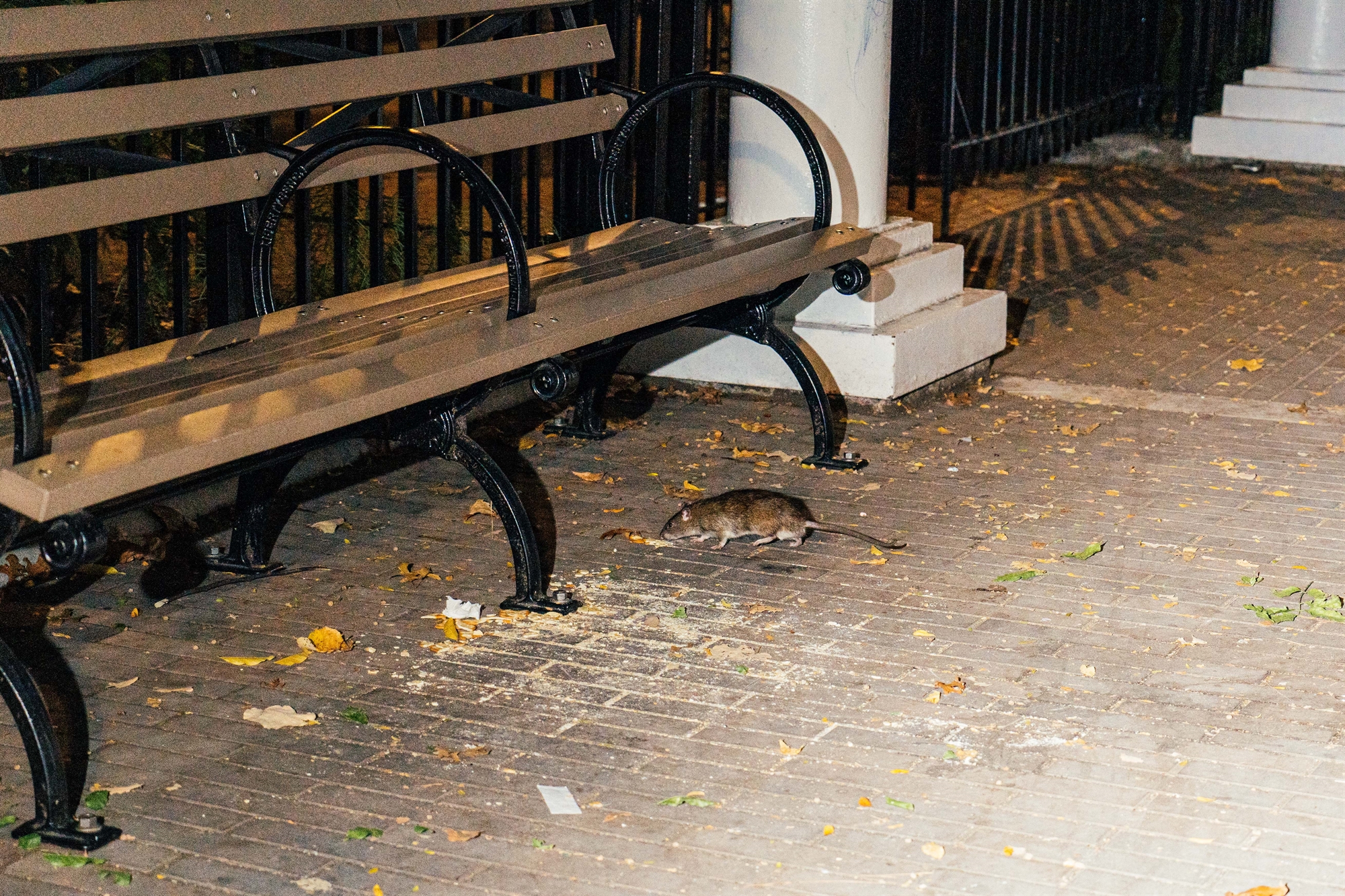 νέα-υόρκη-ποντικοπαγίδες-με-δόλωμα-561638692