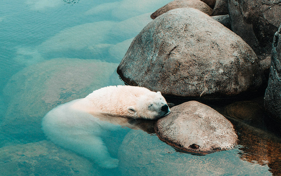 δωρίστε-μια-αρκούδα-561638245