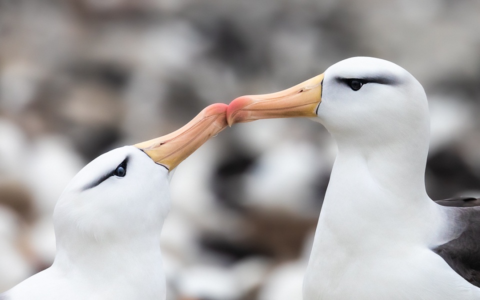 μονογαμία-στη-φύση-το-νεότερο-θύμα-τ-561613558