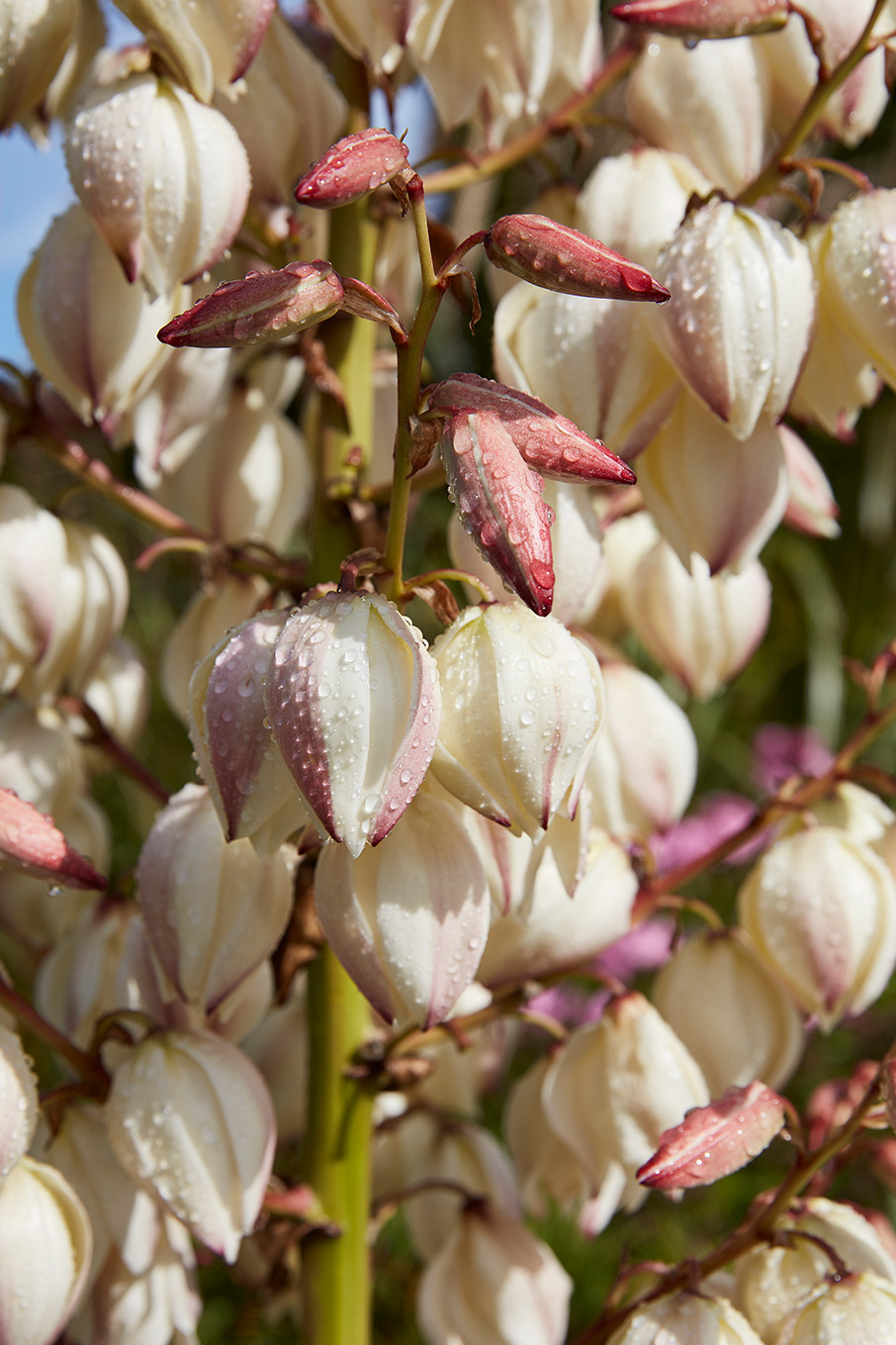 Μαθήματα κηπουρικής σε έναν αγγλικό κήπο-5