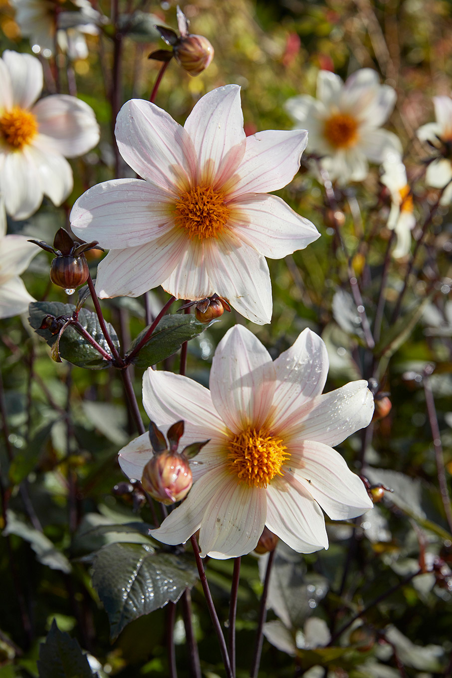 Μαθήματα κηπουρικής σε έναν αγγλικό κήπο-1