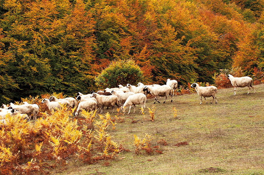 Μέτσοβο: Διαδρομές στη φύση-3