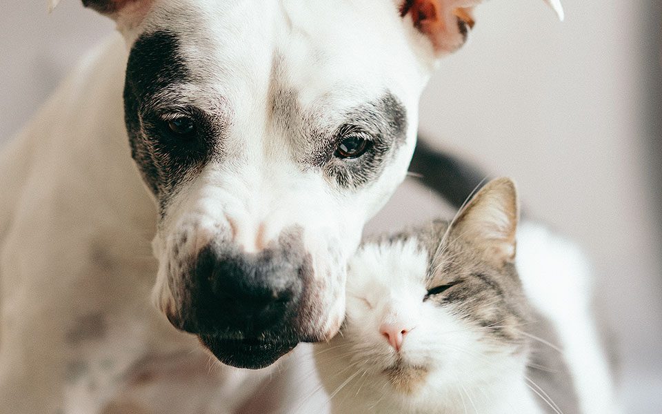 zώο-ή-ζωάκι-561639622