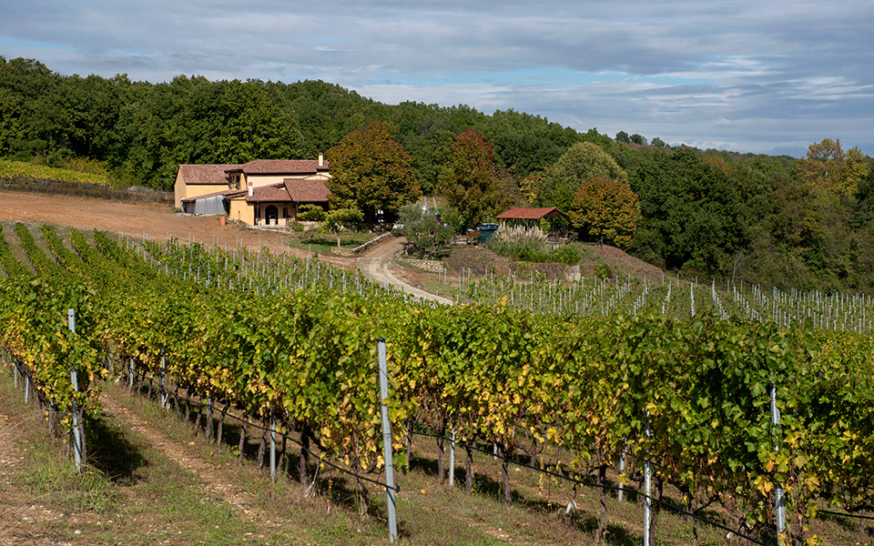 ένα-αμπέλι-μεγαλώνει-στο-πάϊκο-561633034