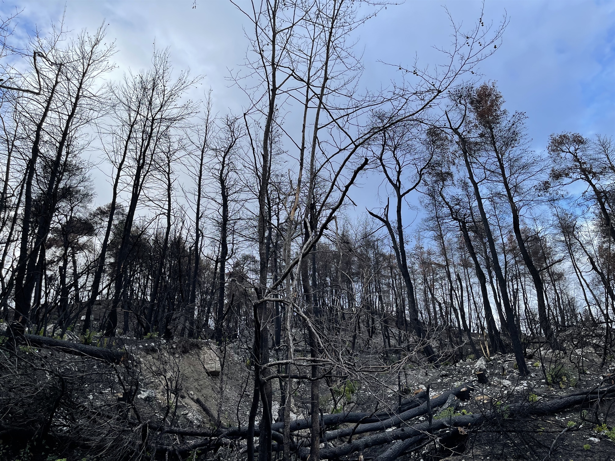 εύβοια-ρουμάνος-πυροσβέστης-επέστρε-561625714
