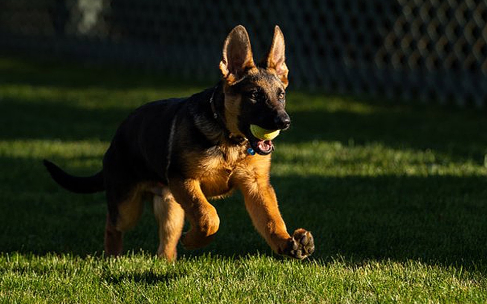 τζο-μπάιντεν-καλωσήλθες-στον-λευκό-ο-561639412