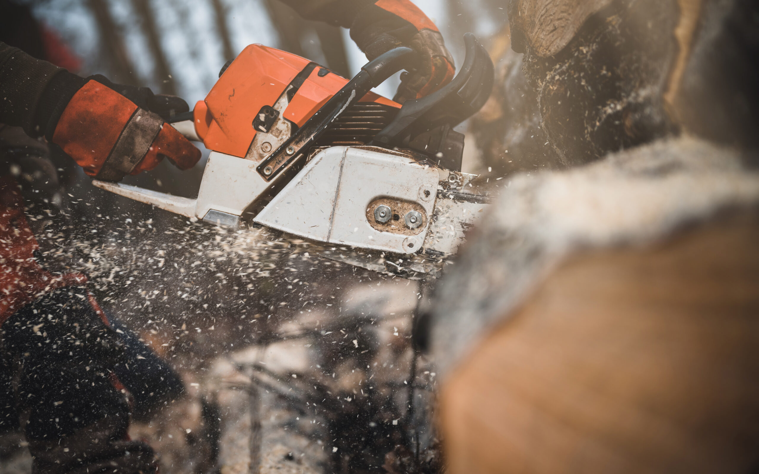 η-μαφία-του-ξύλου-πληγώνει-τα-βουνά-τ-561641413