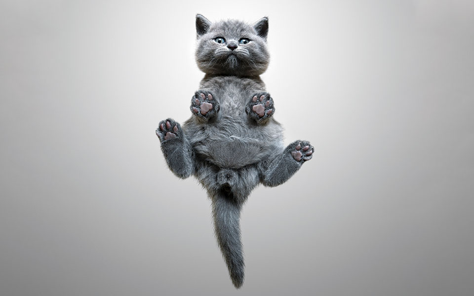 γάτες-αλλεργικές-στους-ανθρώπους-561619849