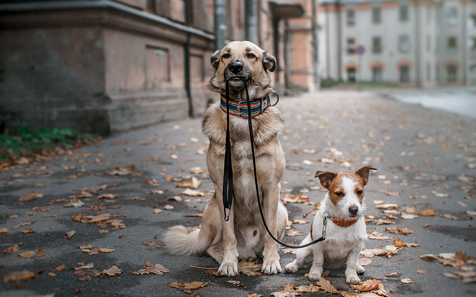 δάσκαλοι-με-ουρά-561631237