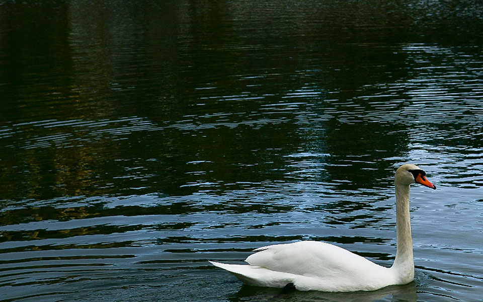 έβρος-ανιχνεύτηκε-o-ιός-της-γρίπης-των-561622783