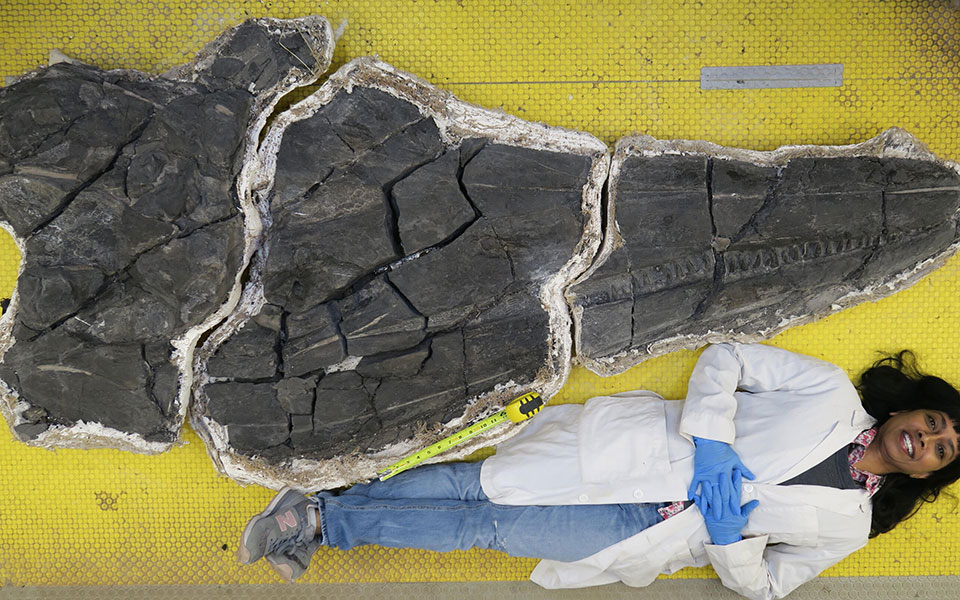 το-πρώτο-γιγάντιο-ζώο-της-γης-ήταν-ένας-561644806