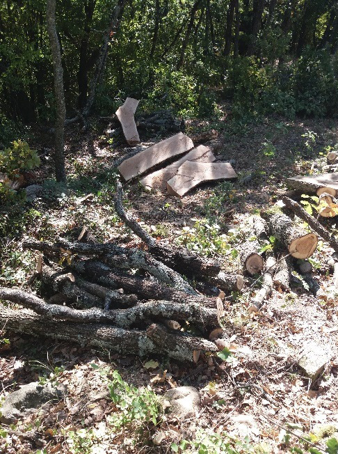 Η «μαφία του ξύλου» πληγώνει τα βουνά του Κιλκίς – Κυνηγητό με τους δασοφύλακες στα σύνορα-2