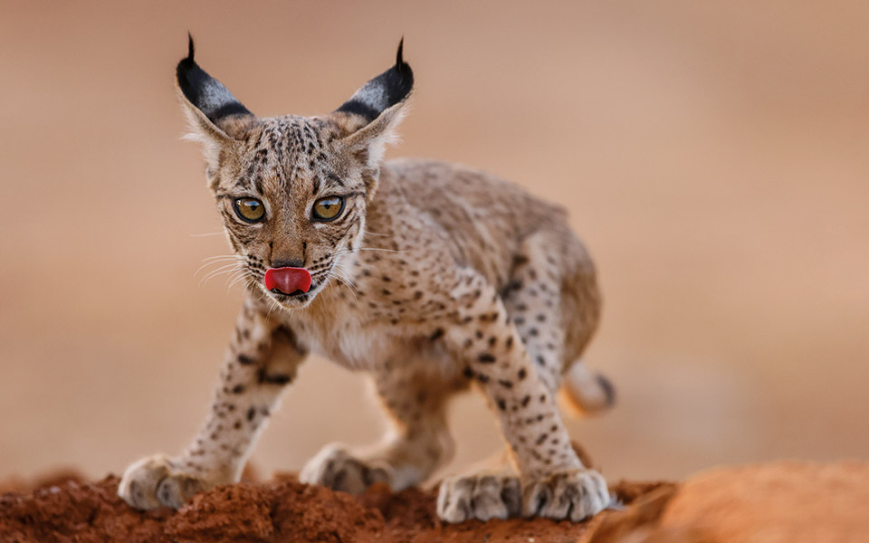 wild-life-photographer-of-the-year-εσύ-θα-με-ψηφίσεις-561674575