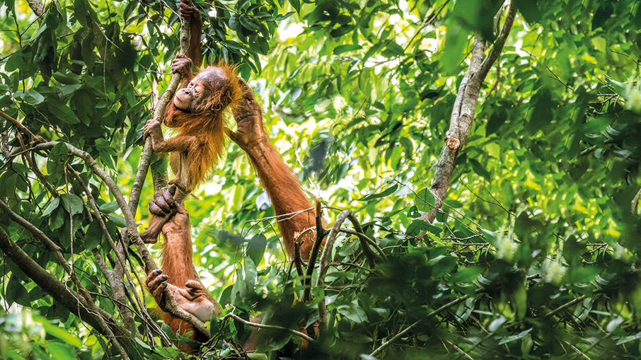 Wild life photographer of the year: Εσύ, θα με ψηφίσεις;-2
