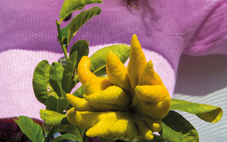 το-τυχερό-χέρι-του-βούδα-561653995