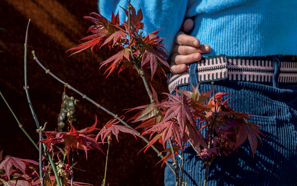 ο-άγνωστος-σφένδαμος-561669589