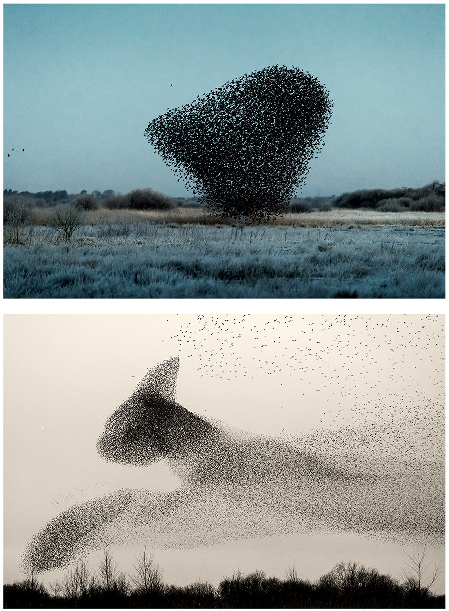 Black Sun: Ο Soren Solkaer «είδε» τον χορό των ψαρονιών-4