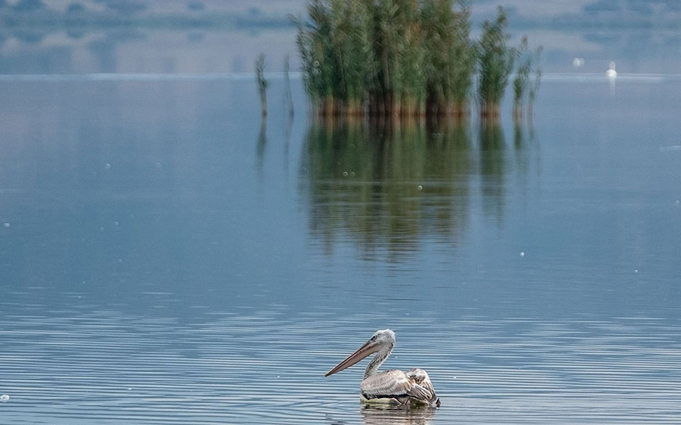 η-κορώνεια-παραμένει-στο-μικροσκόπιο-561674512