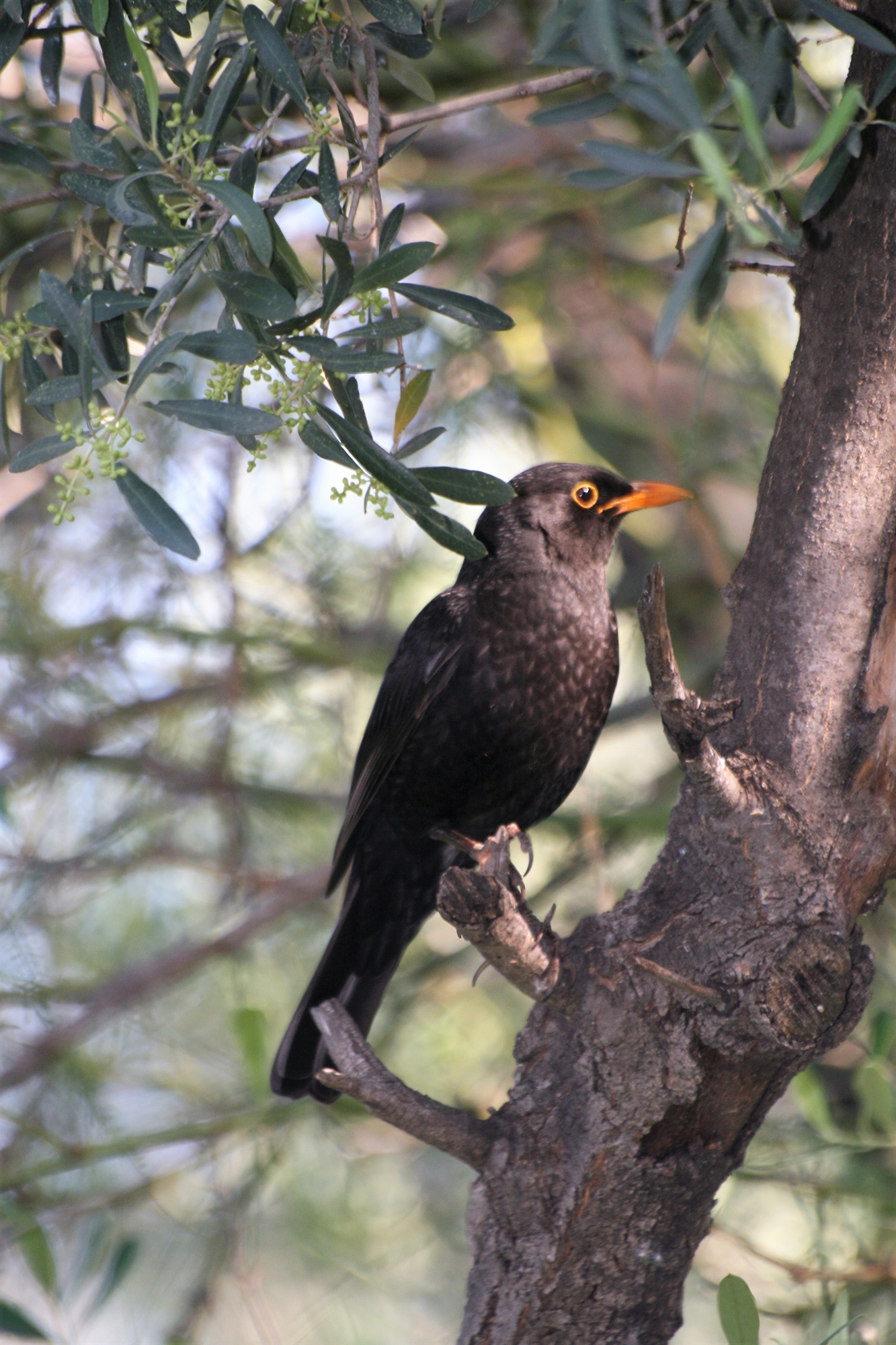 Στο καταφύγιο της Ακρόπολης-2