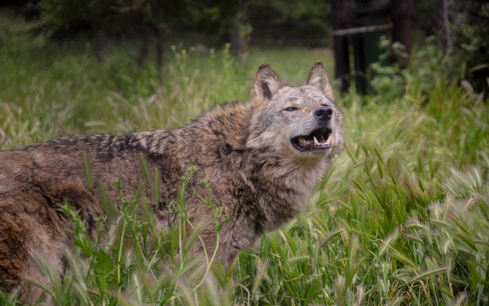 επίθεση-λύκου-στον-διόνυσο-κατασπάρ-561694960