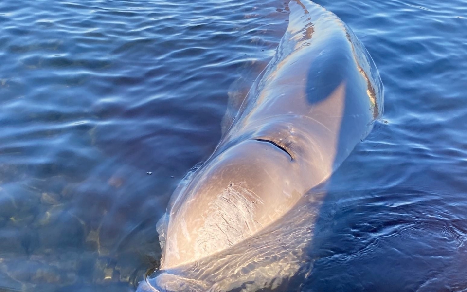 σαλαμίνα-επέστρεψε-στα-ρηχά-η-τραυματ-561693880