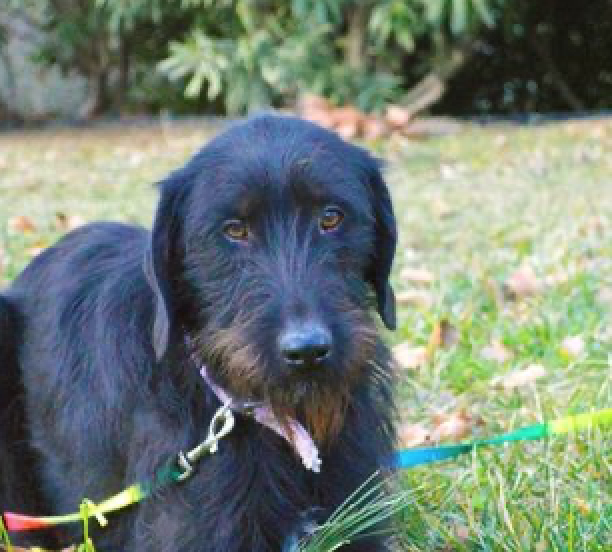 Εριέττα Κούρκουλου-Λάτση: Δεκαετής αγώνας για τη σωτηρία των αδέσποτων-2