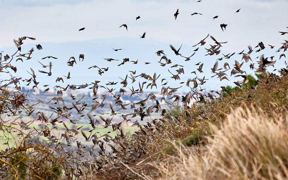 χιλιάδες-πτηνά-διαχειμάζουν-στην-ελλ-561655435