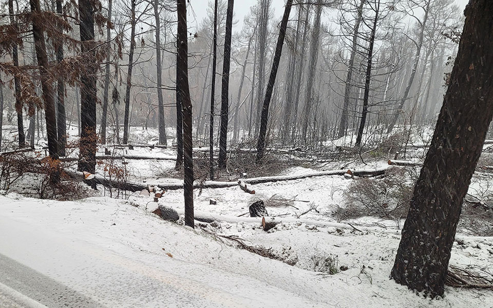 χαμηλές-θερμοκρασίες-και-χιόνια-φέρν-561679369