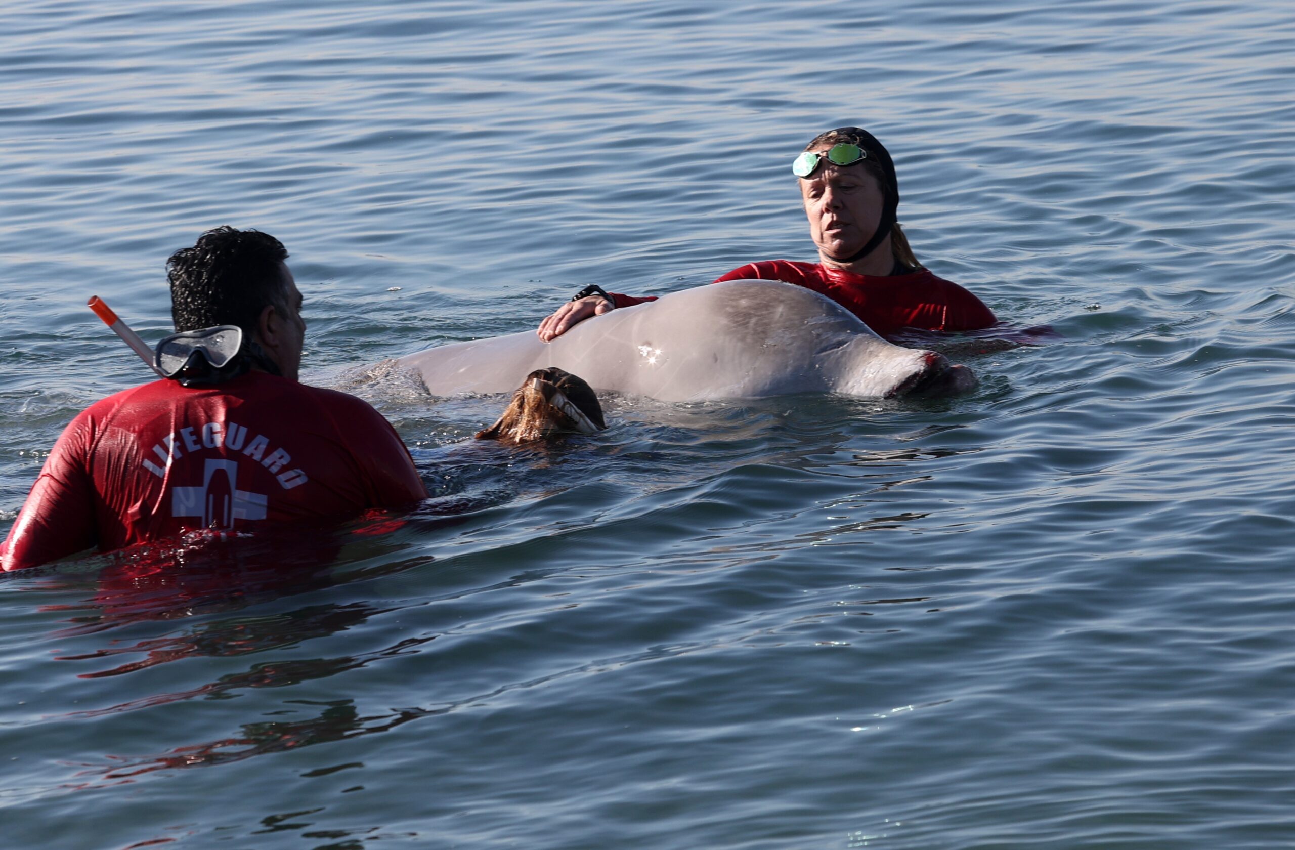 φάλαινα-στον-άλιμο-η-κατάστασή-της-κρί-561691642