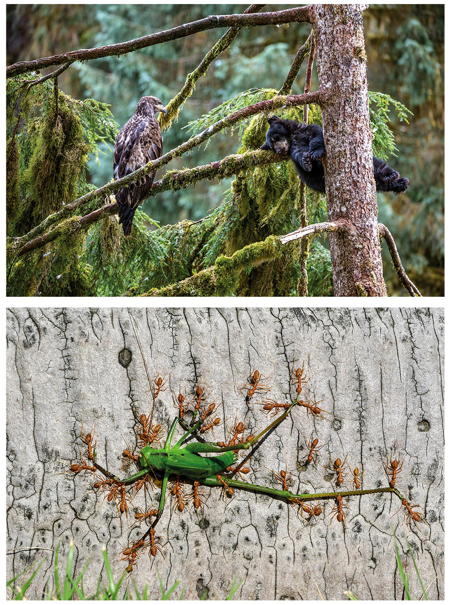 Wild life photographer of the year: Εσύ, θα με ψηφίσεις;-3