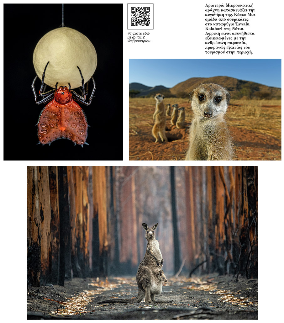 Wild life photographer of the year: Εσύ, θα με ψηφίσεις;-4