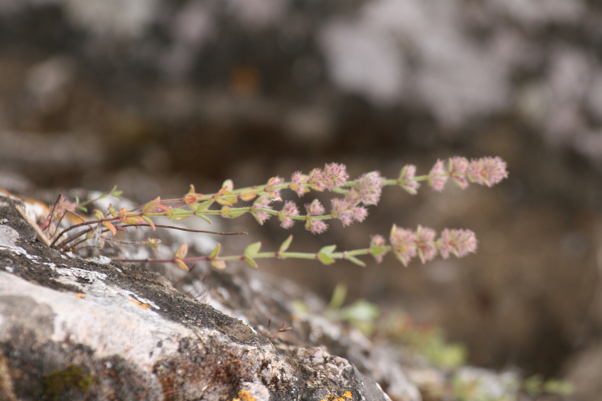 Στο καταφύγιο της Ακρόπολης-5