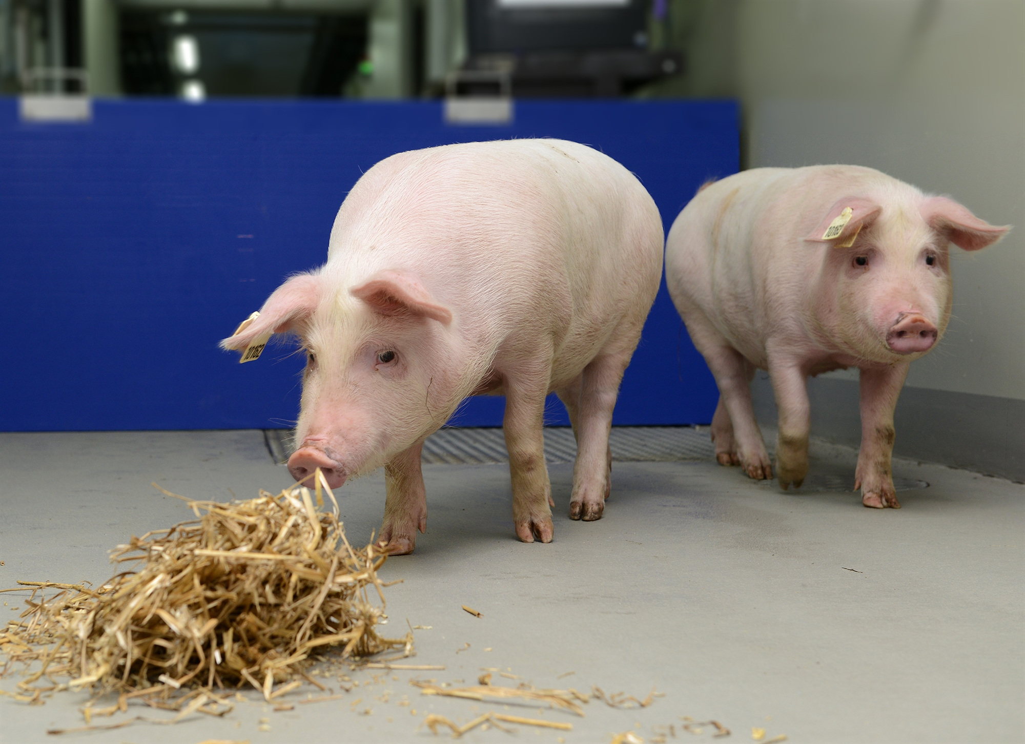 ο-εκχαρντ-βολφ-στην-κ-γενετική-τροπο-561670897