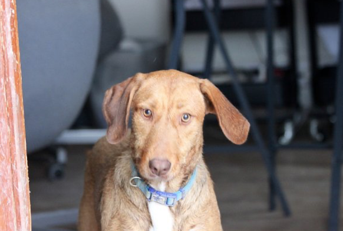 Εριέττα Κούρκουλου-Λάτση: Δεκαετής αγώνας για τη σωτηρία των αδέσποτων-3