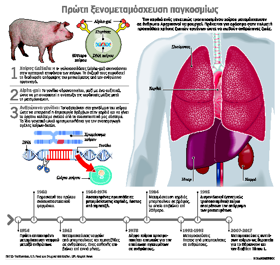 Παλμό ζωής σε 57χρονο δίνει καρδιά χοίρου-1