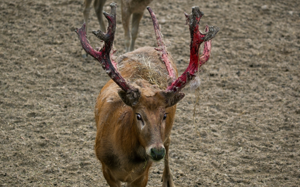 παραγουάη-ελάφι-τραυμάτισε-θανάσιμα-561655999
