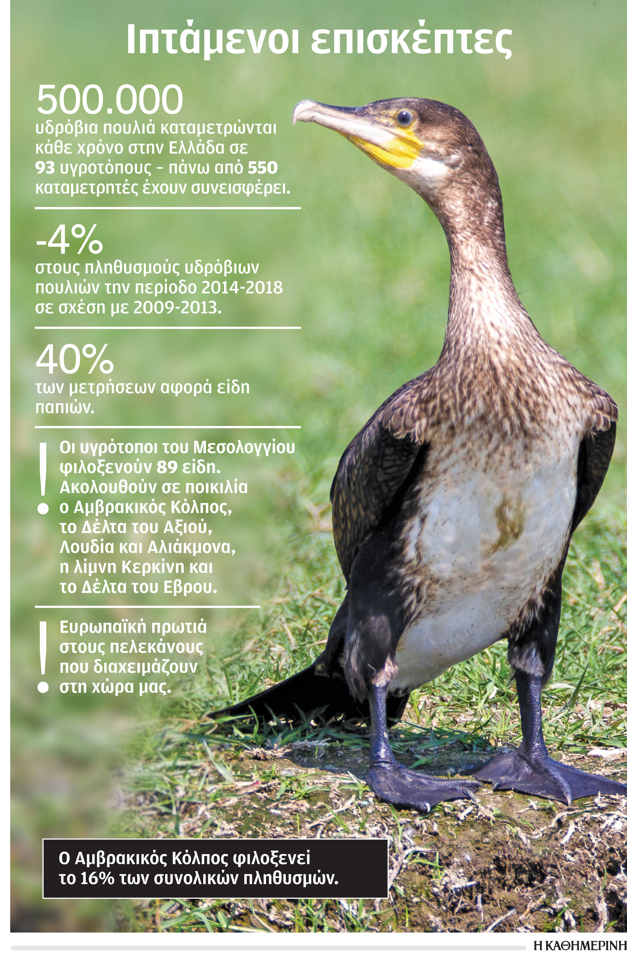 Χιλιάδες πτηνά διαχειμάζουν στην Ελλάδα-1