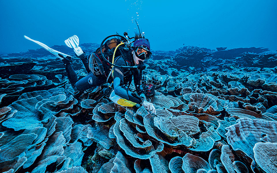 Ένας υποθαλάσσιος κήπος από τριαντάφυλλα-1