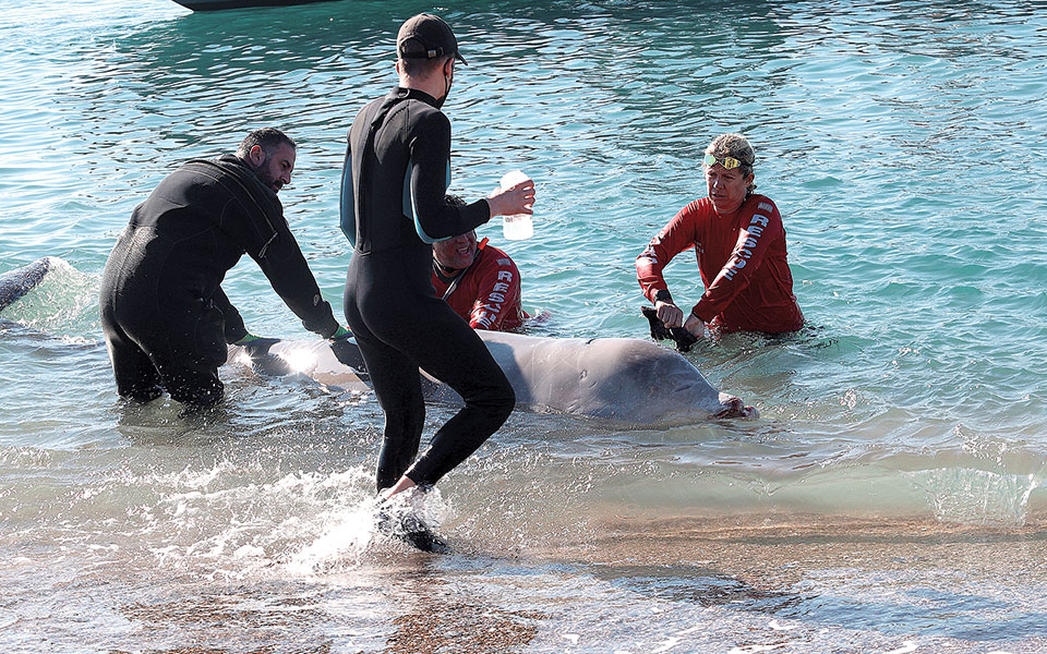 η-περιπέτεια-μιας-φάλαινας-στον-άλιμο-561693661