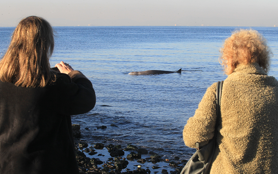 Φάλαινα στον Άλιμο: Σε εξέλιξη η επιχείρηση διάσωσης – «Η πρόγνωση δεν είναι καλή»-2