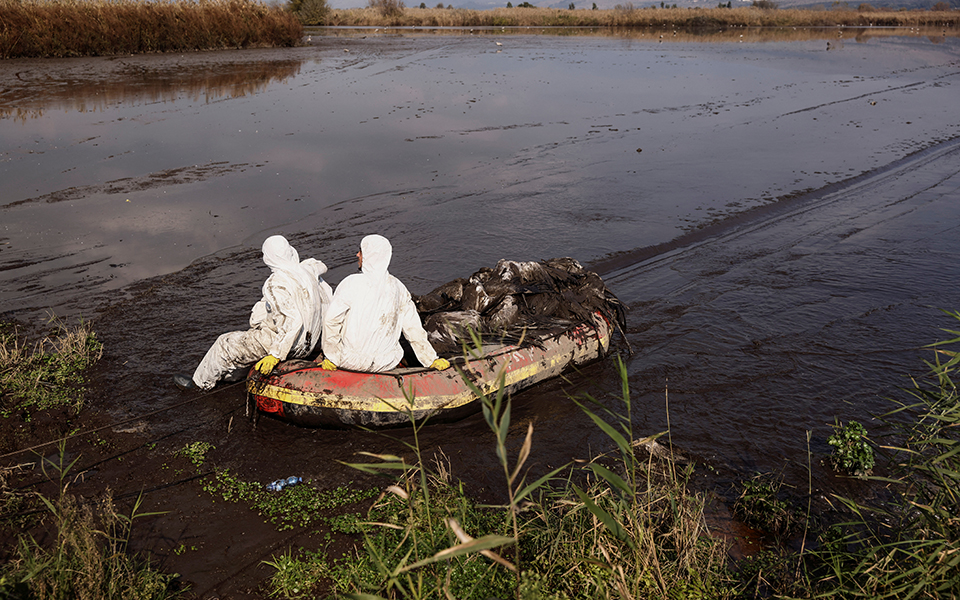 Ισραήλ: Πανδημία των γερανών, χιλιάδες τα θύματα (εικόνες)-1