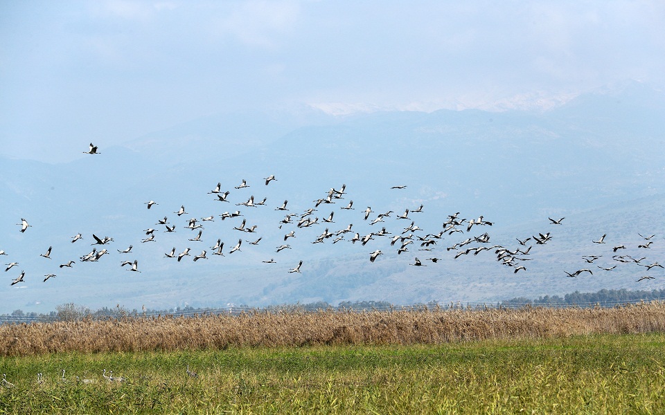 Ισραήλ: Πανδημία των γερανών, χιλιάδες τα θύματα (εικόνες)-3