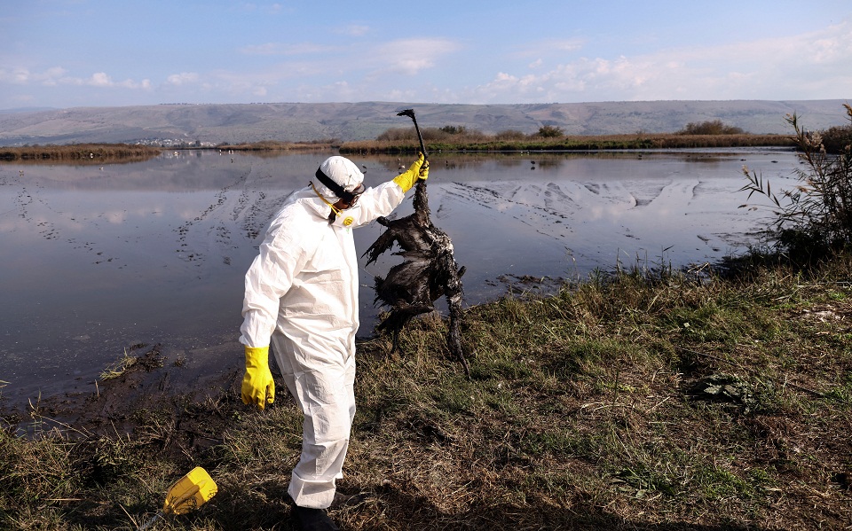 Ισραήλ: Πανδημία των γερανών, χιλιάδες τα θύματα (εικόνες)-2