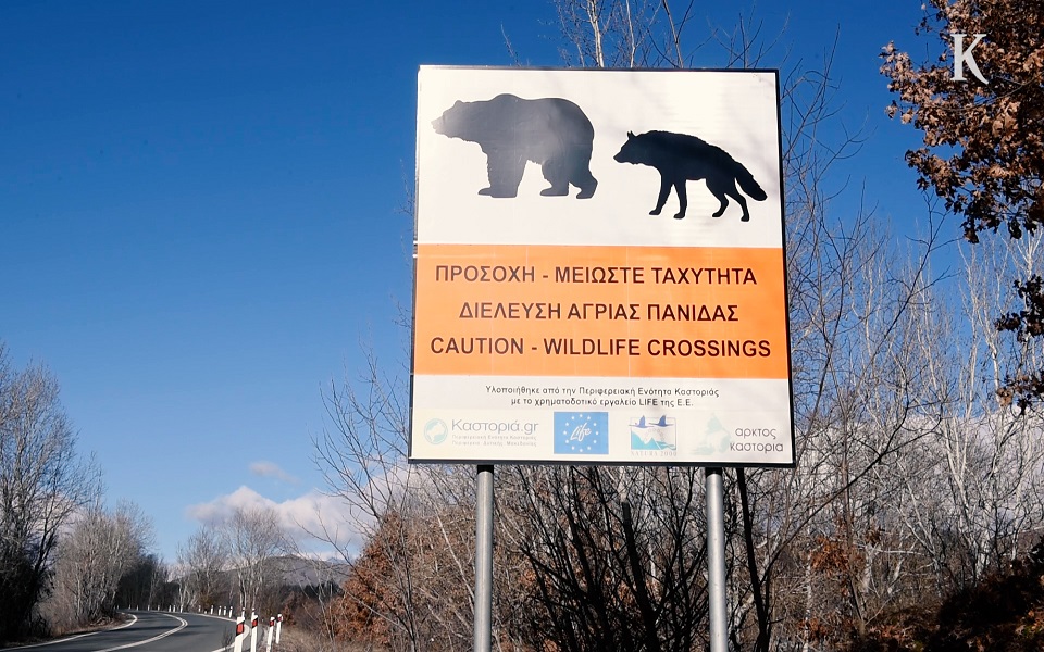 βίντεο-κ-στα-ίχνη-της-καφέ-αρκούδας-561672487