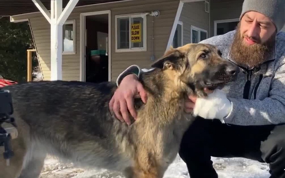ηπα-λυκόσκυλο-σώζει-το-αφεντικό-του-οδ-561656908