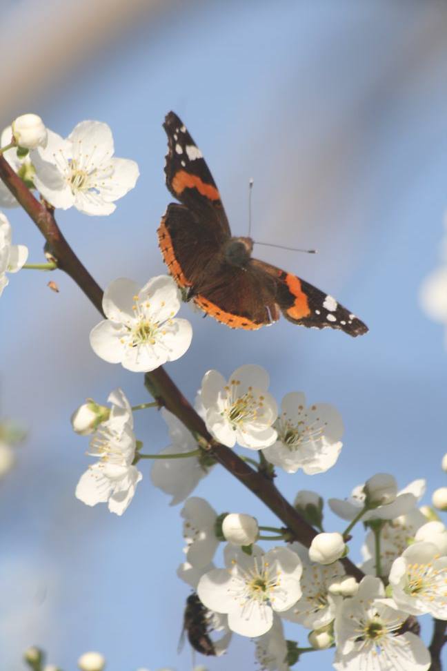 Στο καταφύγιο της Ακρόπολης-4